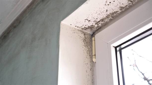 Best Black Mold Remediation in Poway, CA