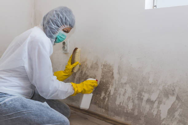 Professional Mold Remediation in Poway, CA