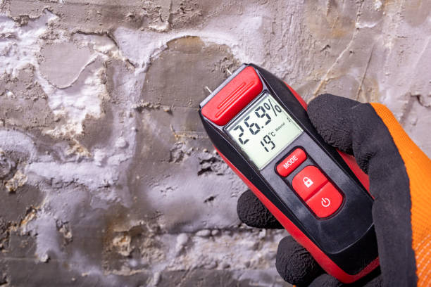 Best White Mold Remediation in Poway, CA